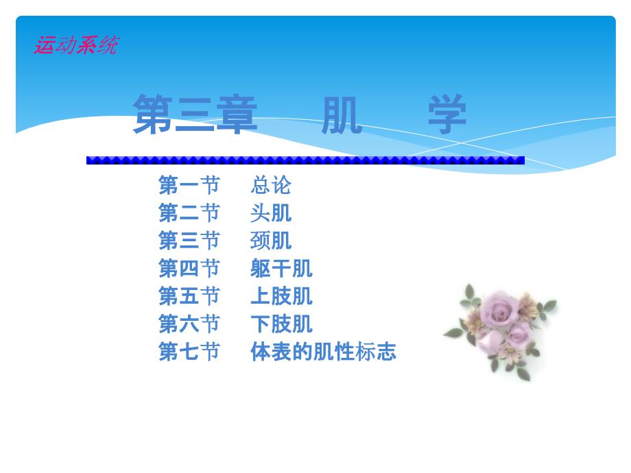 系统解剖学 肌学_第1页