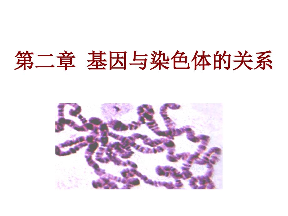 精子形成过程_第1页