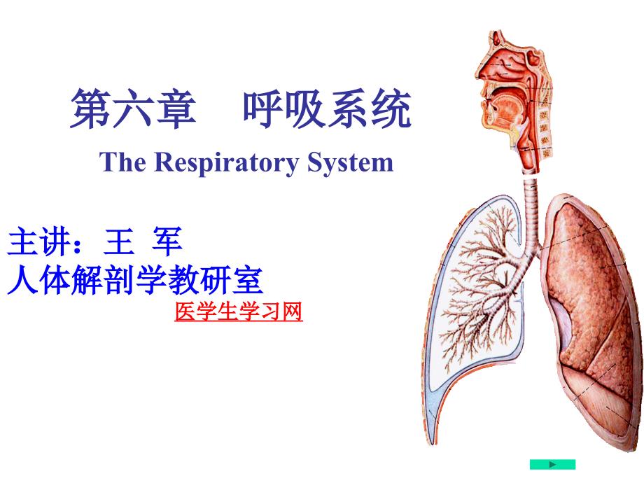 系统解剖学PPT课件---呼吸系统_第1页