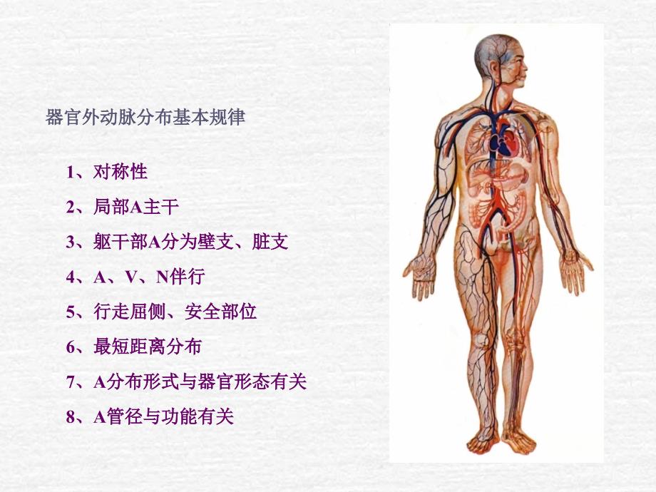 系统解剖学全身动脉_第1页