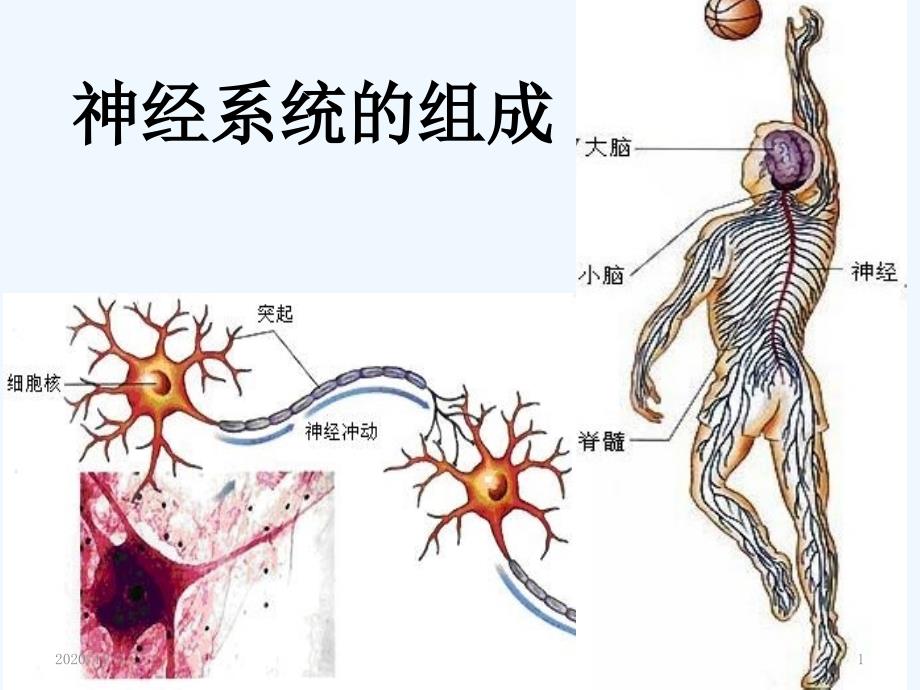 神经系统疾病概述_第1页