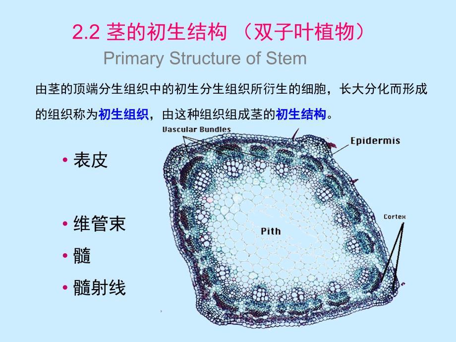 茎的初生结构双子叶植物_第1页