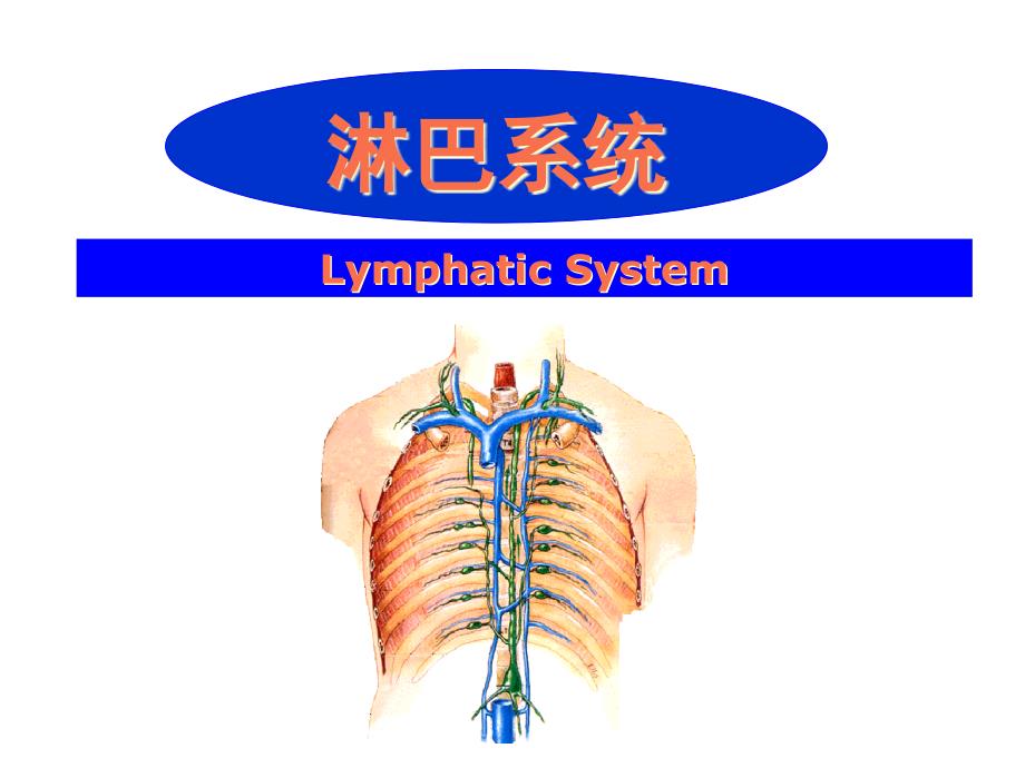 系统解剖学精品课件-淋巴系统_第1页