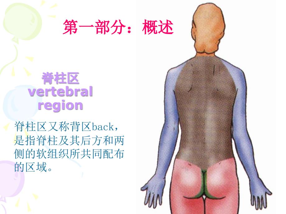 第一节正常骨关节解剖结构_第1页