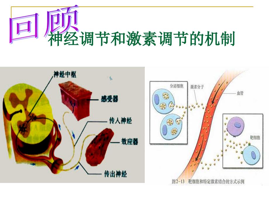 神经调节和体液调节的关系_第1页