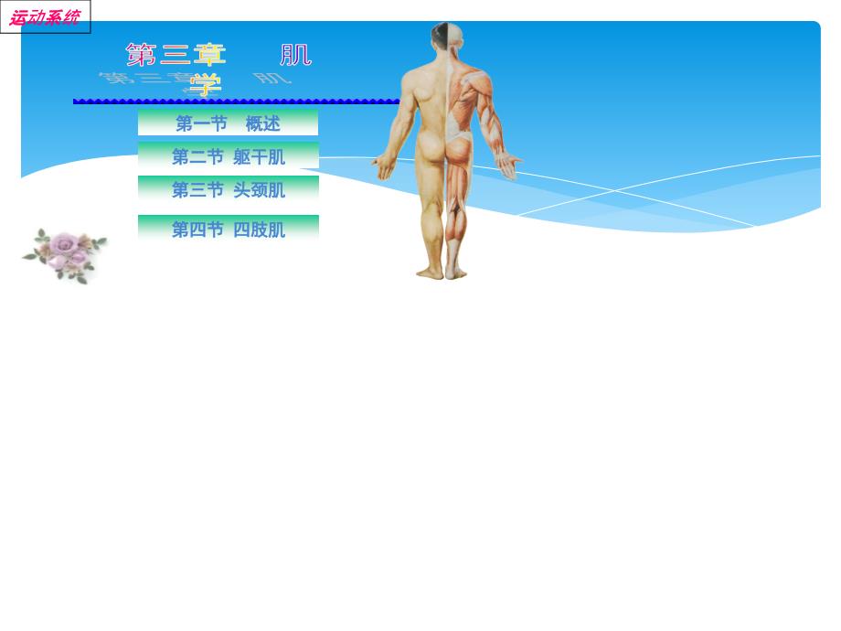 系统解剖学课件肌学复习_第1页