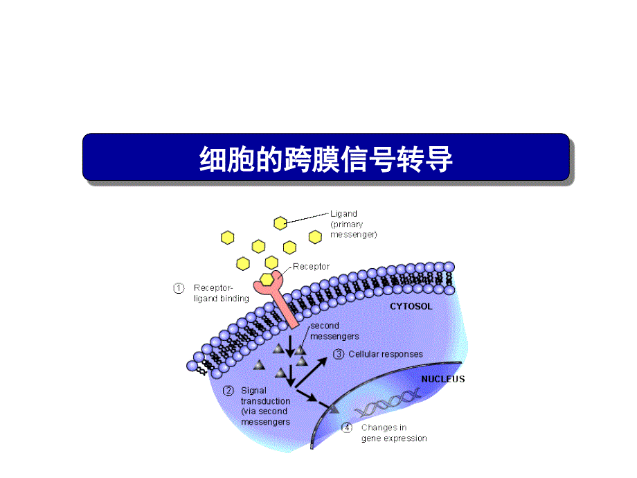 细胞的跨膜信号转导_第1页