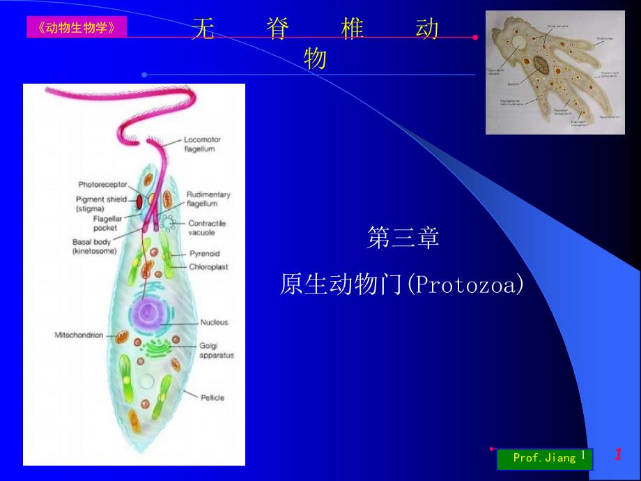 药用动物学03上课用_第1页