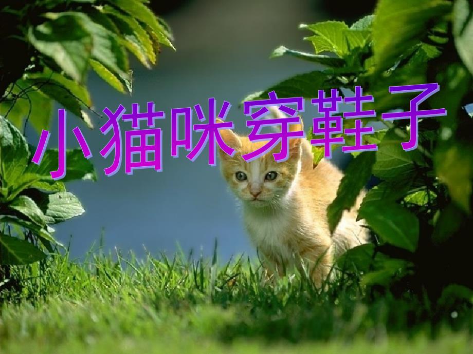 《小猫咪穿鞋子》(新教科版二年级下册语文获奖课件)_第1页