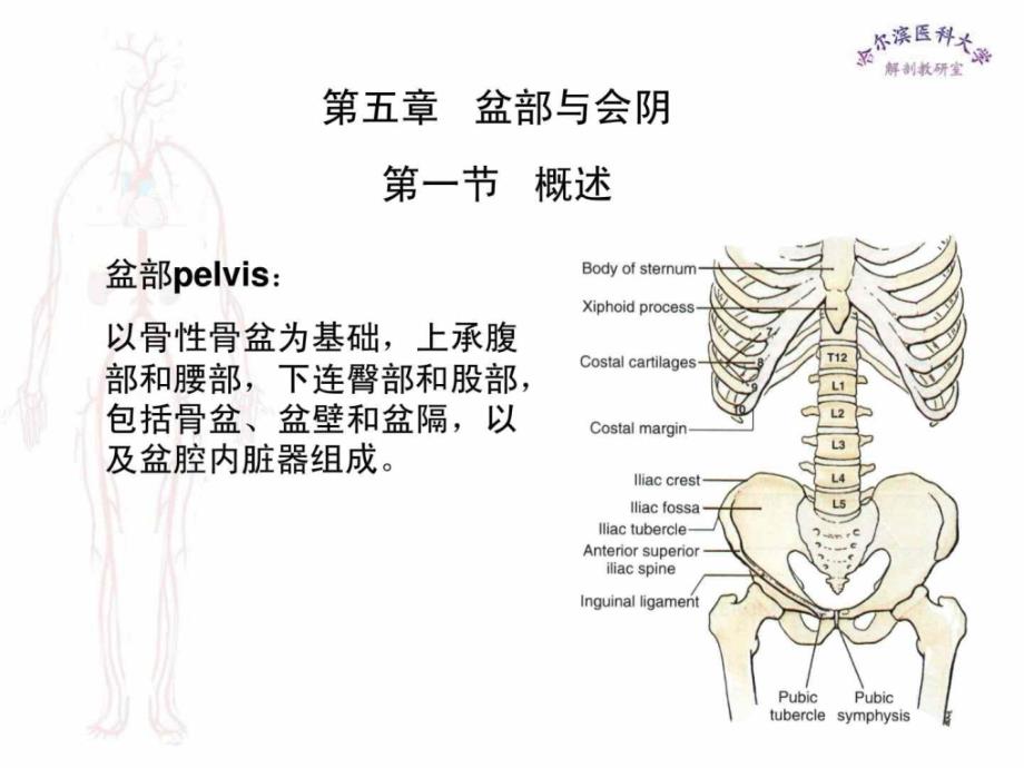 临床医学五年制局部解剖学课件盆部与会阴_第1页