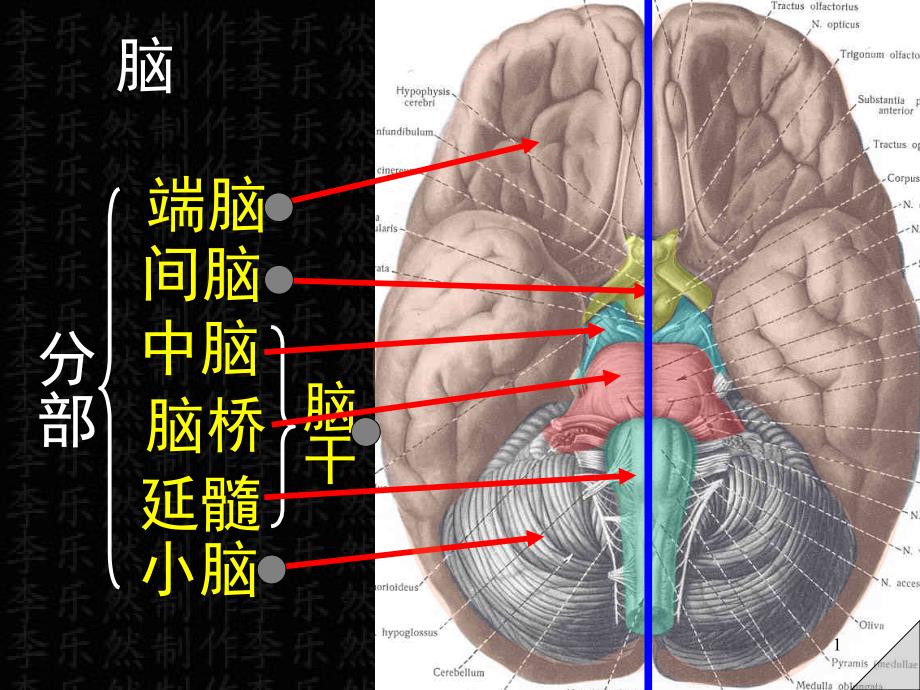 脑及脑干彩色图谱_第1页