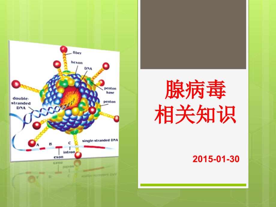 腺病毒.ppt_第1页