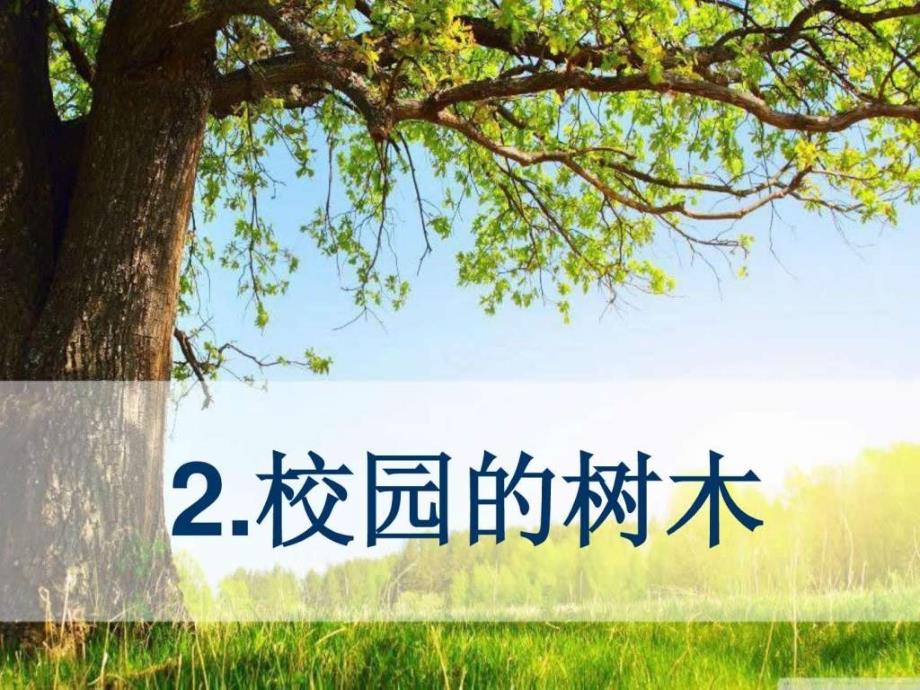 1-2校园的树木_第1页