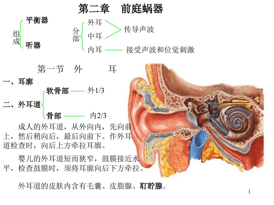 耳部解剖示意图_第1页