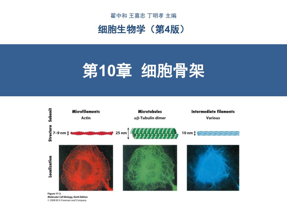 细胞生物学-第10章-细胞骨架(翟中和第四版)_第1页