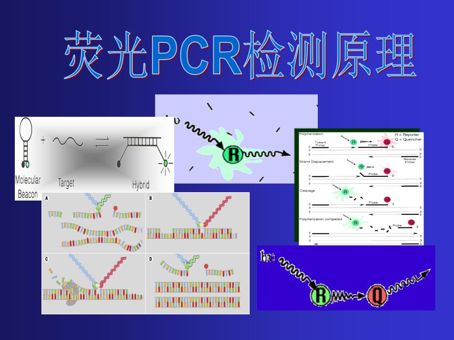 荧光PCR检测原理2_第1页