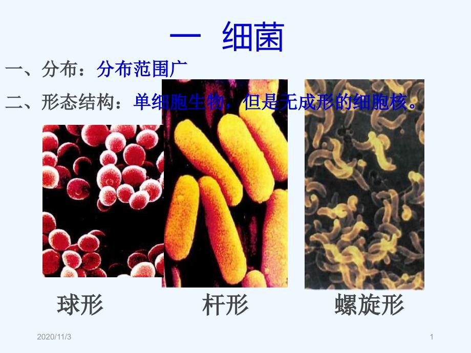 细菌病毒生活中的真菌_第1页