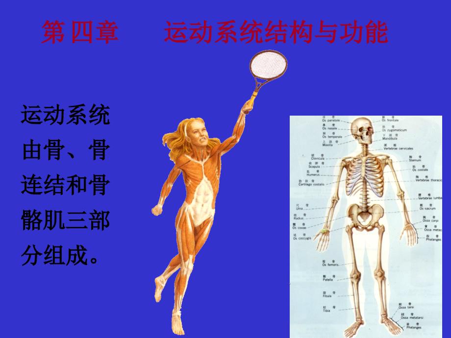 人体解剖生理学_运动系统结构与功能 课件_第1页