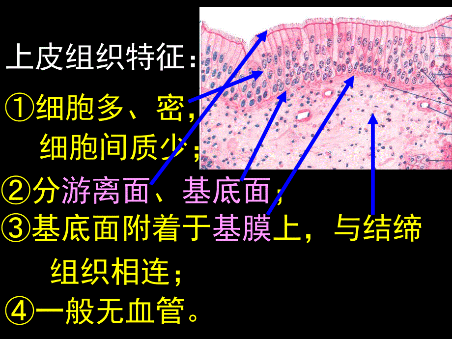 被覆上皮1_第1页