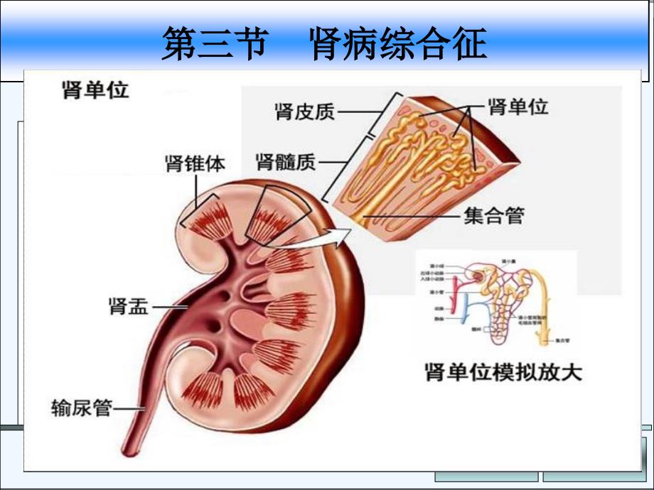 肾病综合征PPT_第1页