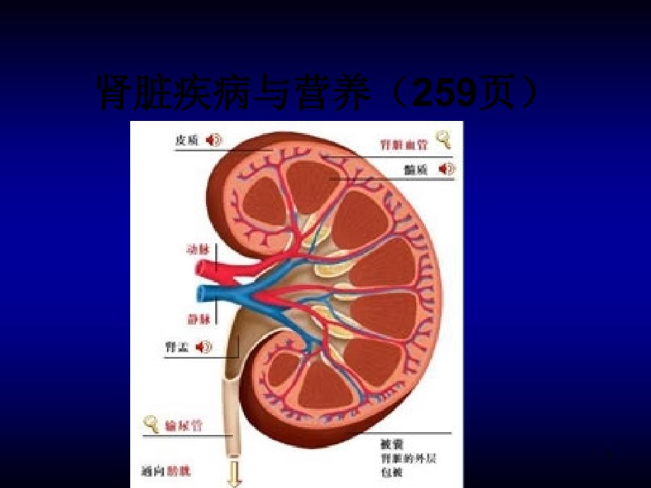 肾脏疾病与营养（259页）④+_第1页