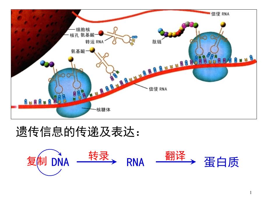 2010fx基因对性状的控制_第1页