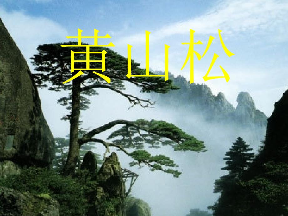 黄山松(西师版设计)_第1页