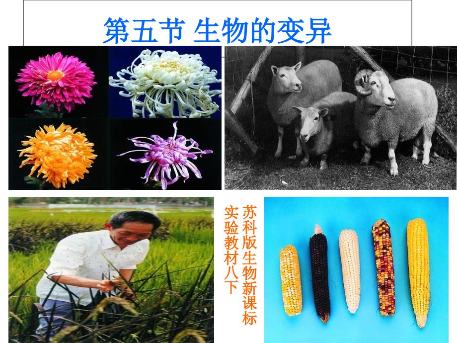 人教版生物八下7.2.5生物的变异课件(7)_第1页