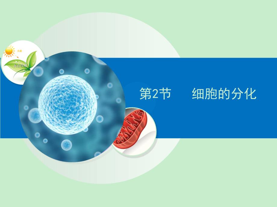 人教版高中生物必修一6.2《细胞的分化》课件 （共25张）_第1页