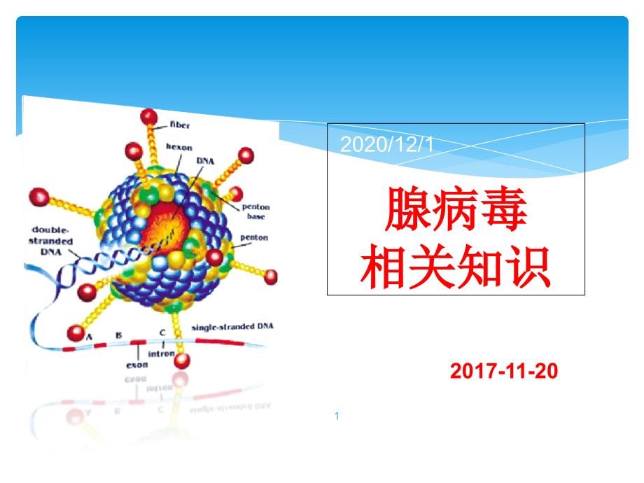 腺病毒相关知识_第1页