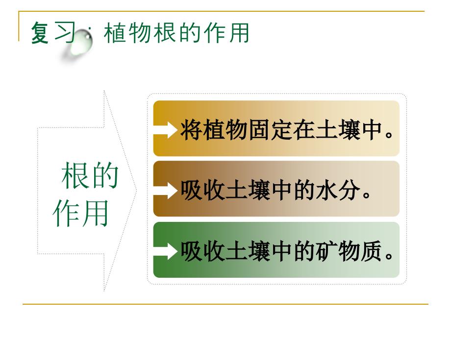 1.4.种子变成了幼苗_第1页