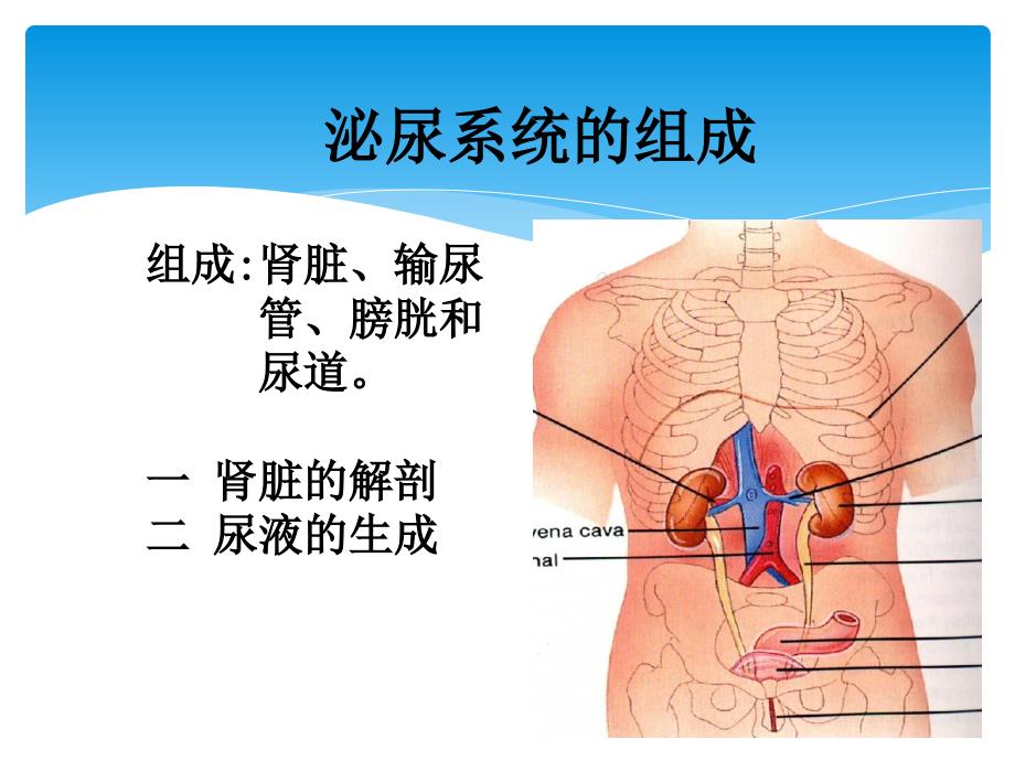 肾脏解剖41987_第1页