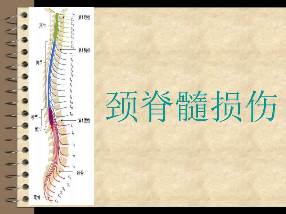 颈脊髓损伤 -_第1页
