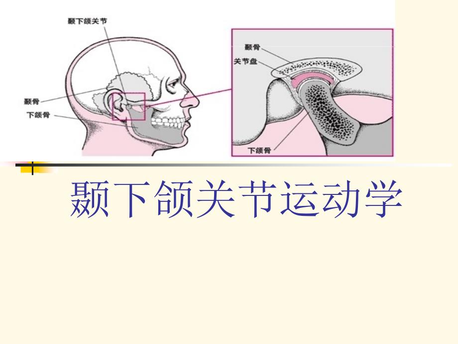 颞下颌关节运动学_第1页