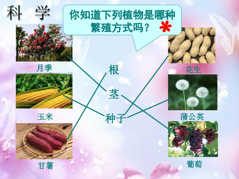 三年级1.2下册种植我们的植物_第1页