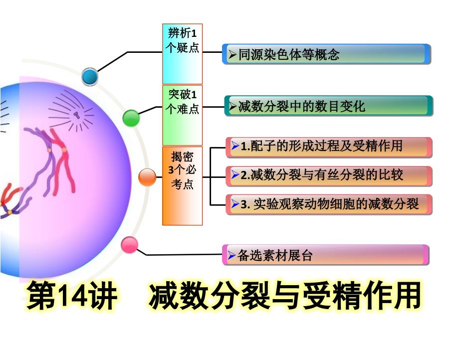 减数分裂人教版一轮复习课件_第1页