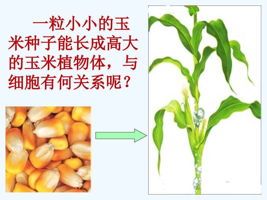 七年级生物上册121细胞细胞分裂与生长课件新版冀教版_第1页