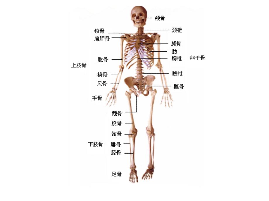 人体骨骼和肌肉图_第1页