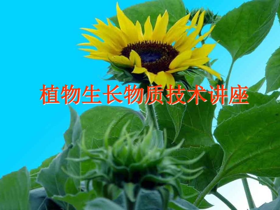 植物生长调节剂讲座资料课件_第1页