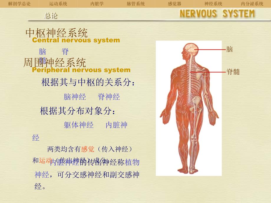 人体解剖学课件----神经系统_第1页