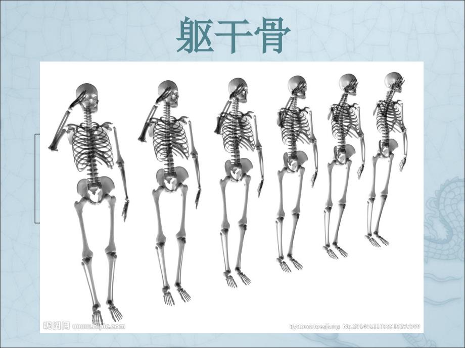 人体解剖学躯干骨课件qin_第1页