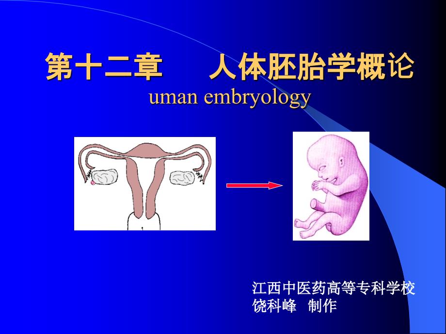 人体胚胎学概要_第1页