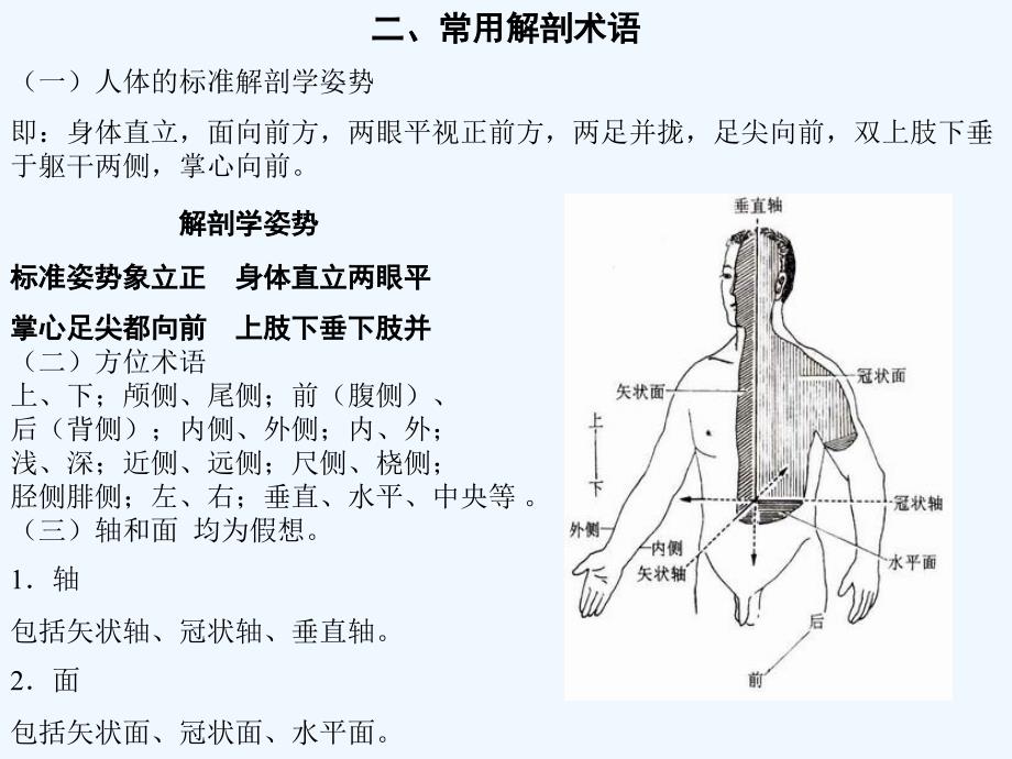 人体解剖学全副本_第1页