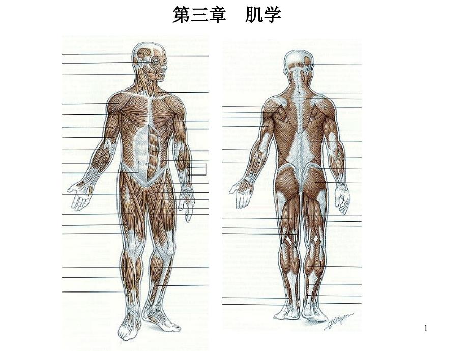 人体解剖学肌学_第1页