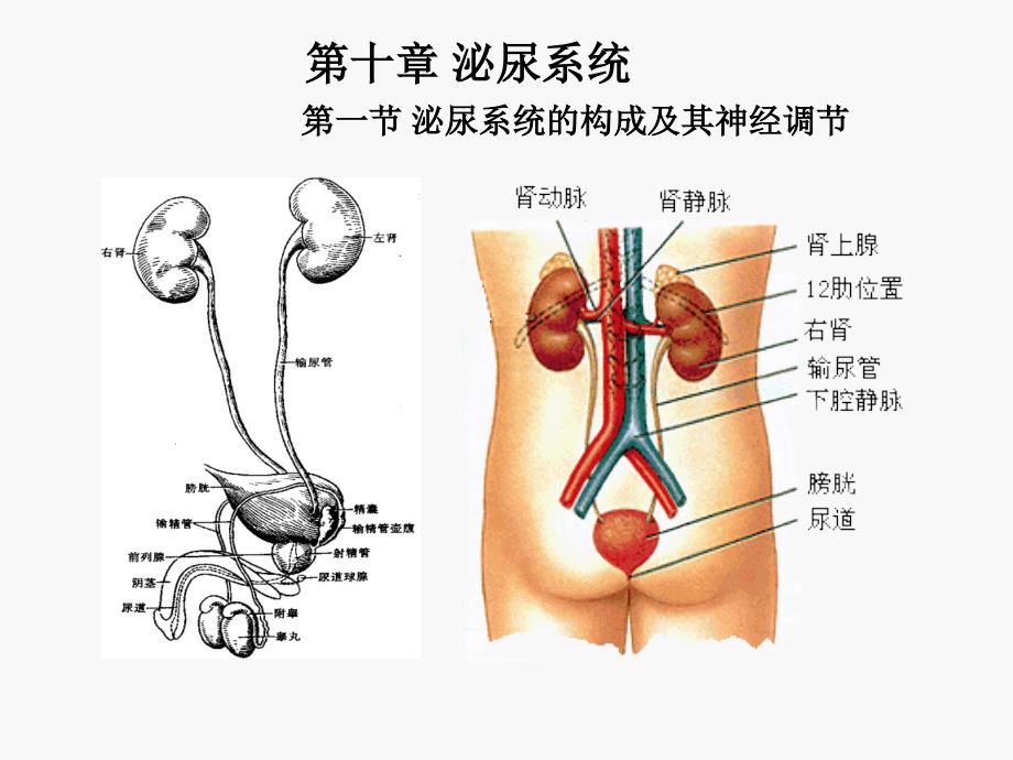 人体解剖生理学第十章泌尿系统上海海洋大学吴文惠教授_第1页