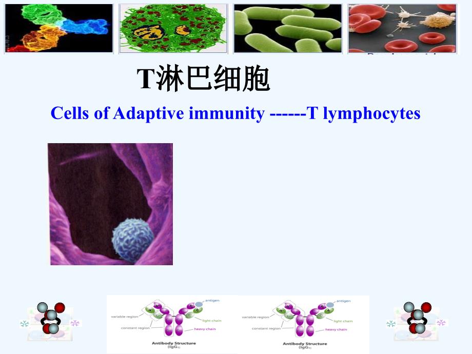 免疫学T淋巴细胞_第1页