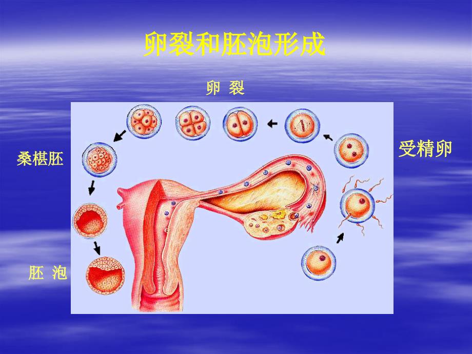 人胚胎早期发育_第1页