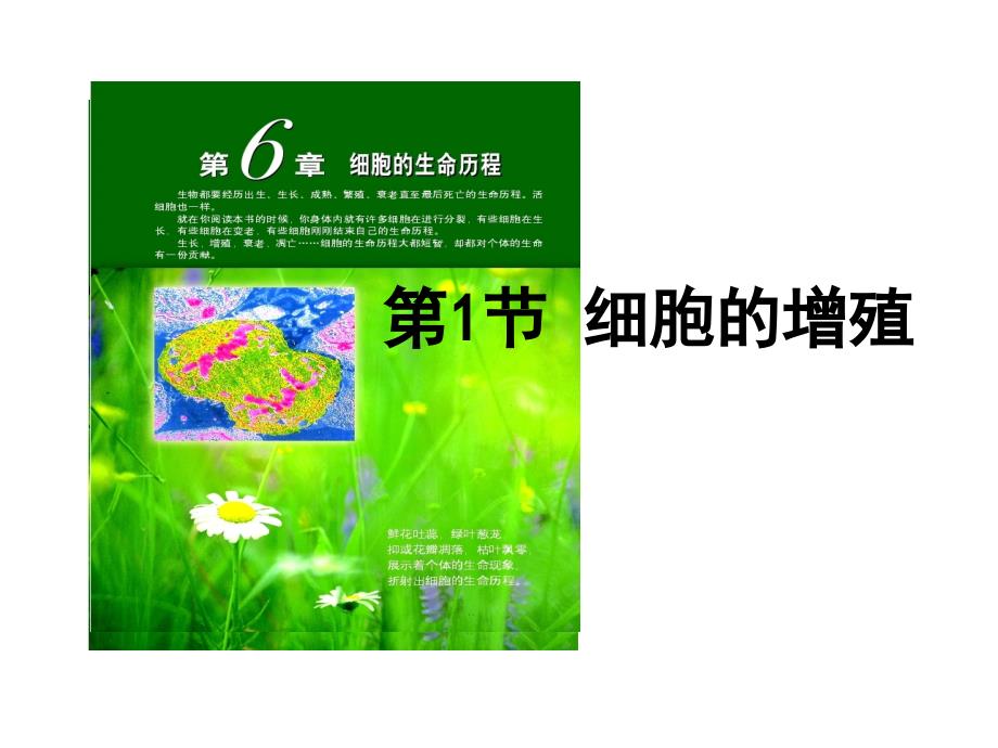 人教版高中生物必修一-课件-6.1-细胞的增殖(共56张PPT)_第1页