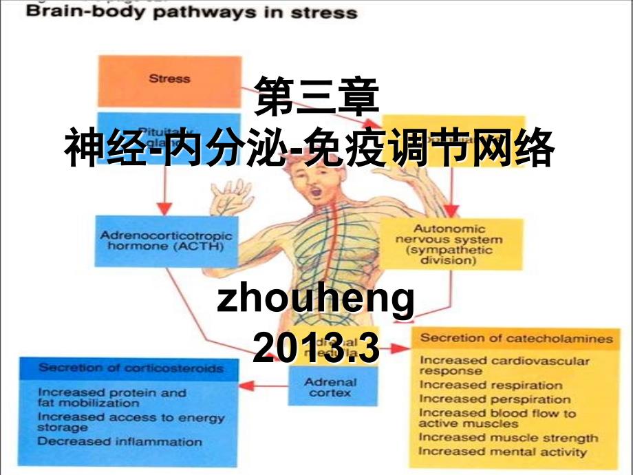 第三章 神经内分泌免疫系统_第1页