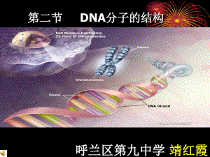 高一生物DNA分子的结构PPT课件